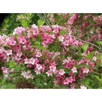 KRZEWUSZKA WEIGELA - sadzonki 40 / 60 cm
